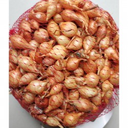 Dughagyma-Sturon10 dkg/csomag